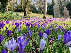 Crocus in Cemetery