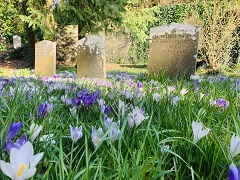 Crocus & Graves