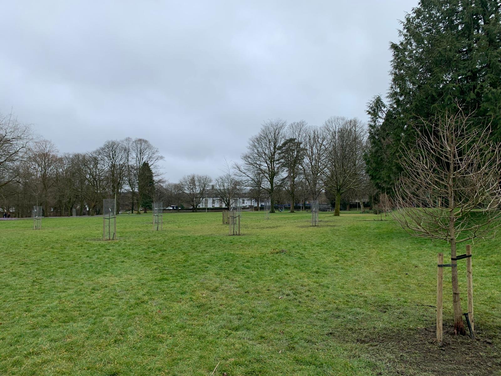 Tree Planting Project in the Meadows