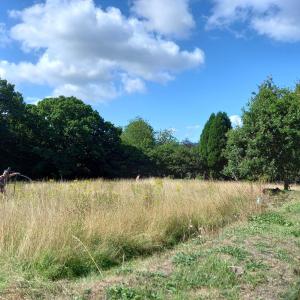 Green Burial Meadow