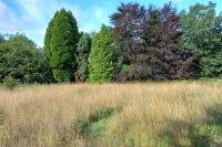 Green Burial Meadow before Scything