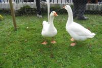 The Geese of Goosey Fair