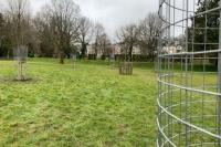 Tree Planting Project in the Meadows